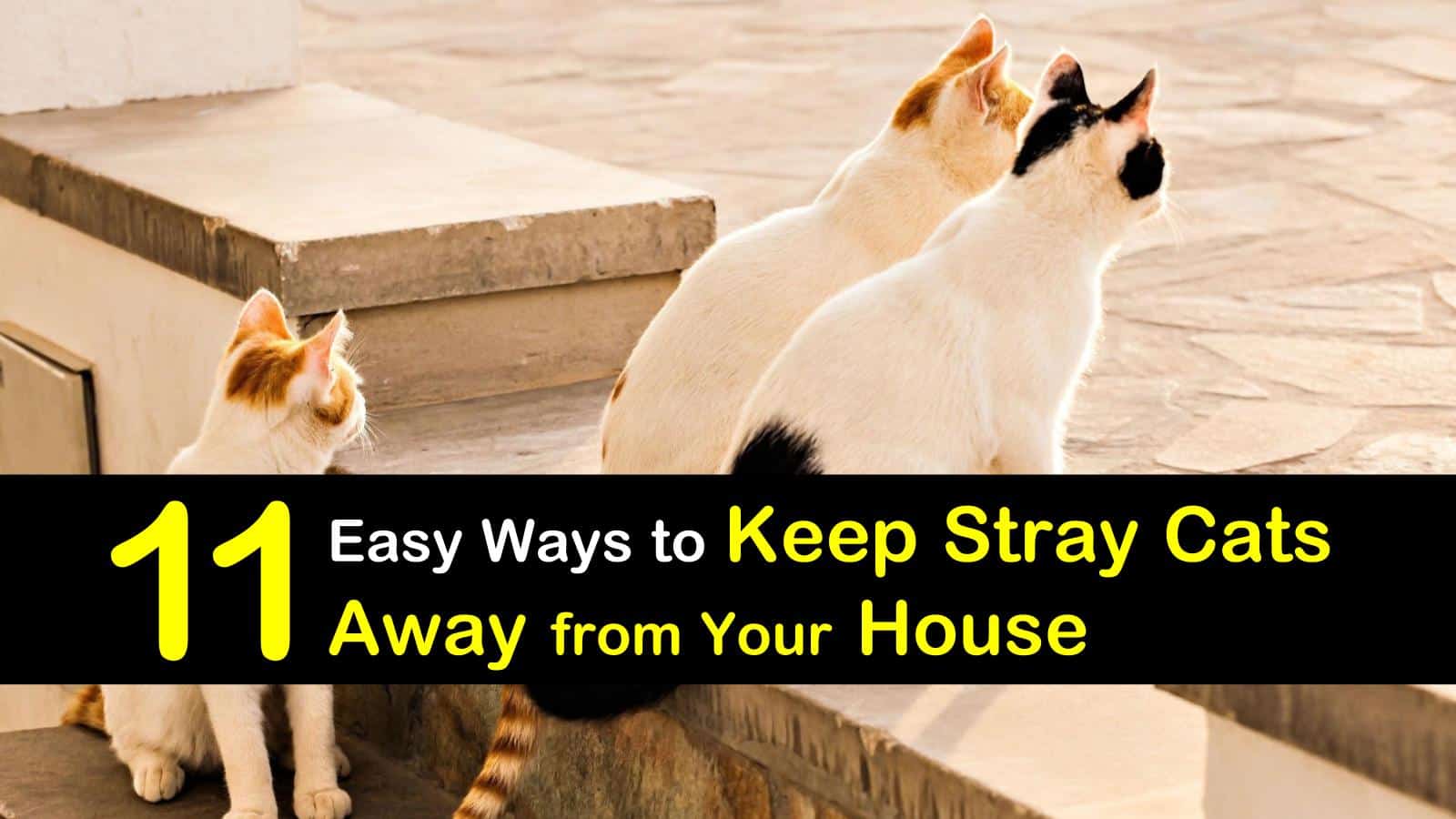 11 Simple Ways To Keep Stray Cats Away From The House