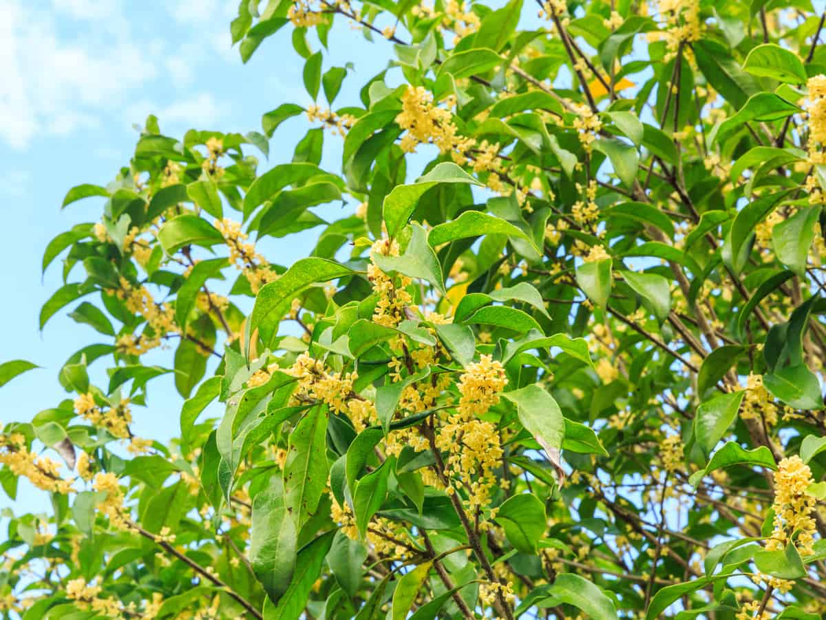 kinmokusei is one of the best smelling flowers on earth