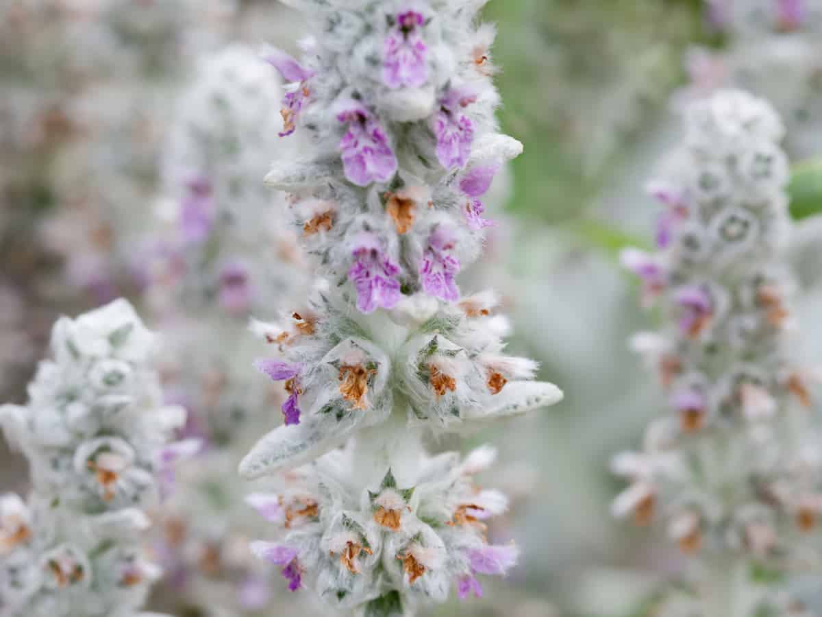 lamb's ear is drought tolerant