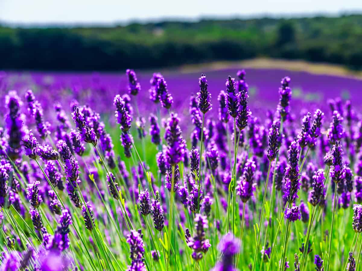 lavender has the best smell