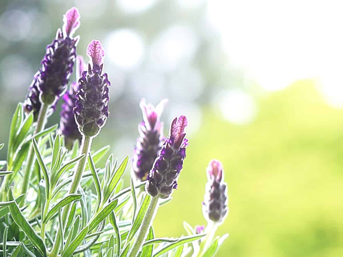keep cats away by planting lavender