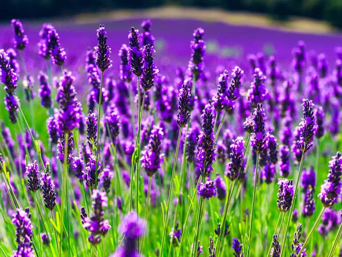 lavender is a sun loving perennial that smells great