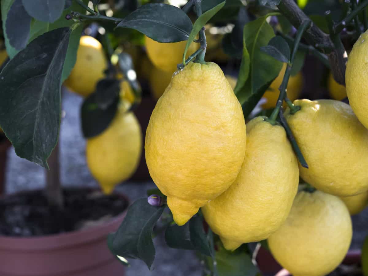 the lemon is a popular container-growing fruit tree