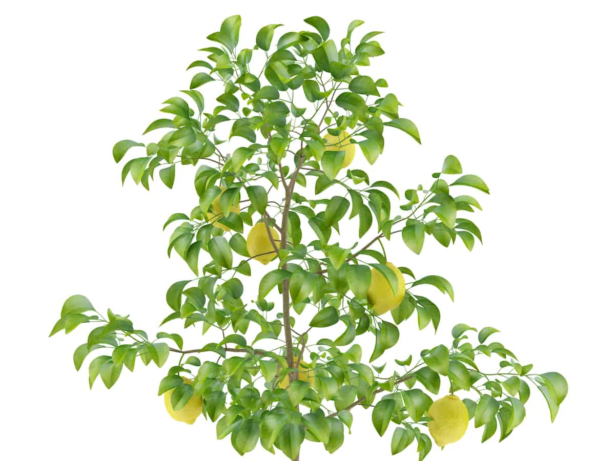 by growing a lemon tree in a container, you can have fruit year-round