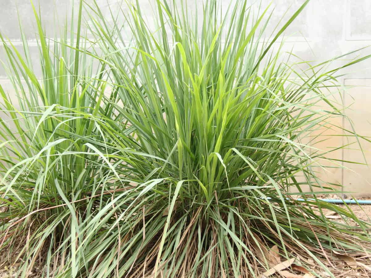 lemongrass repels mosquitoes