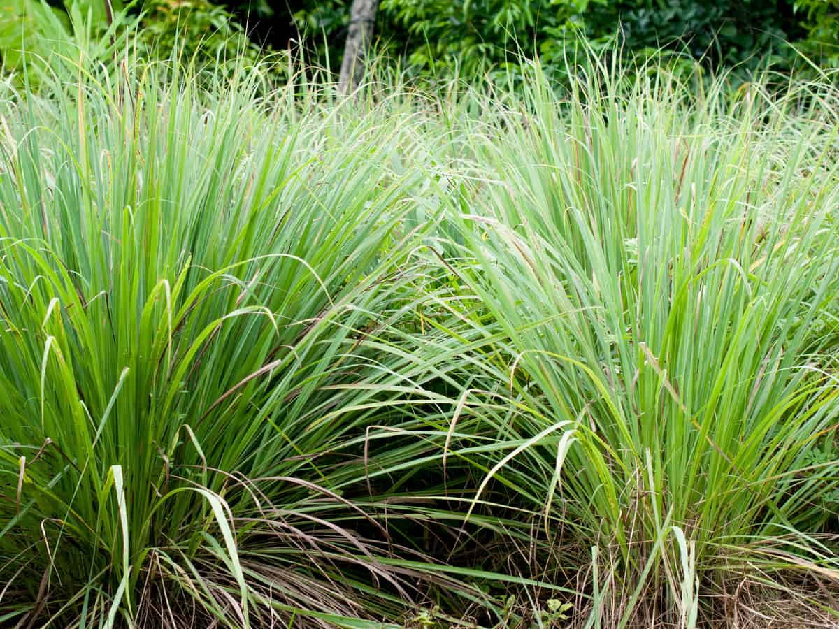 lemongrass is an ornamental herb with a citrus scent