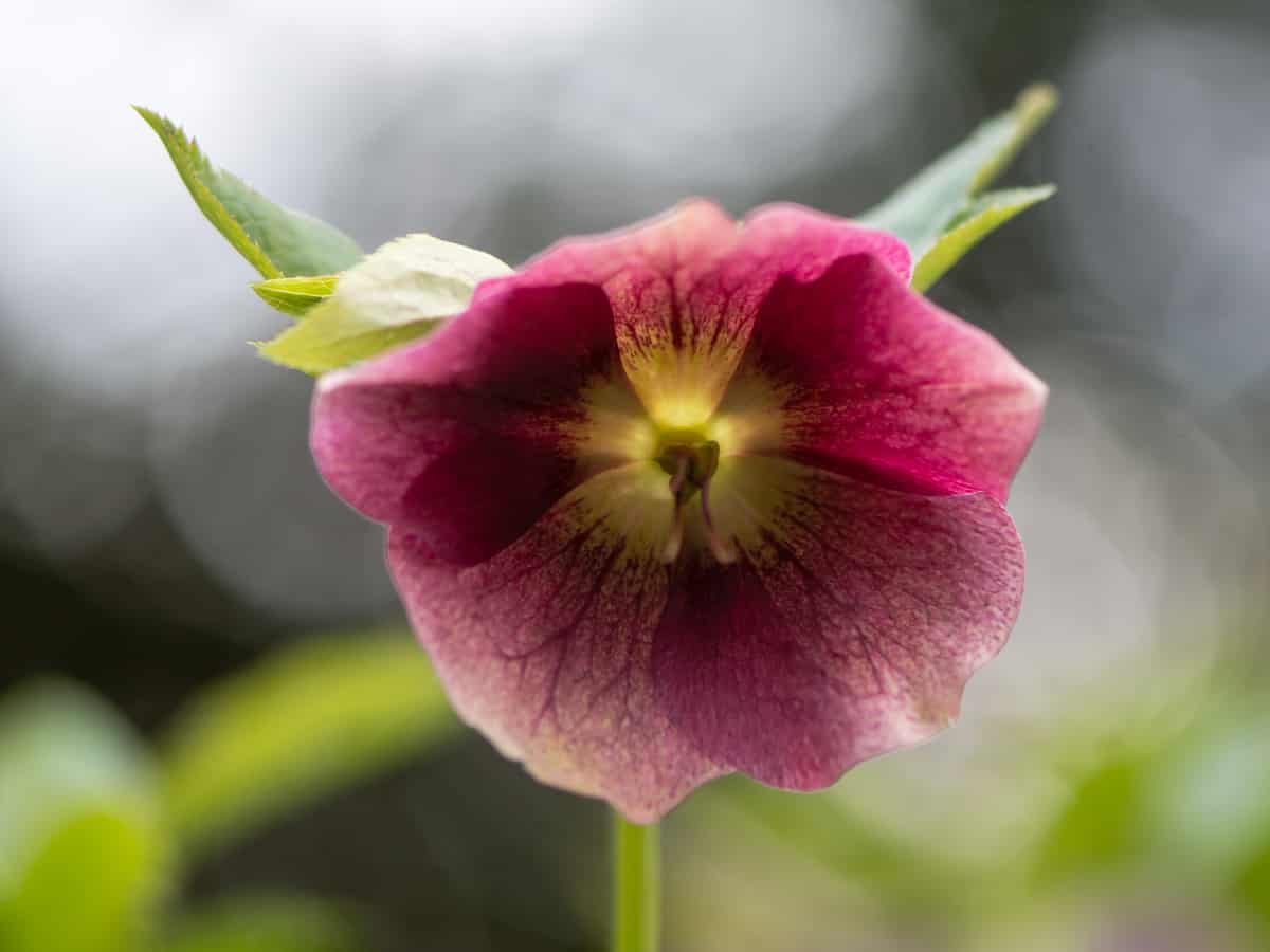 the Lenten rose isn't actually a rose