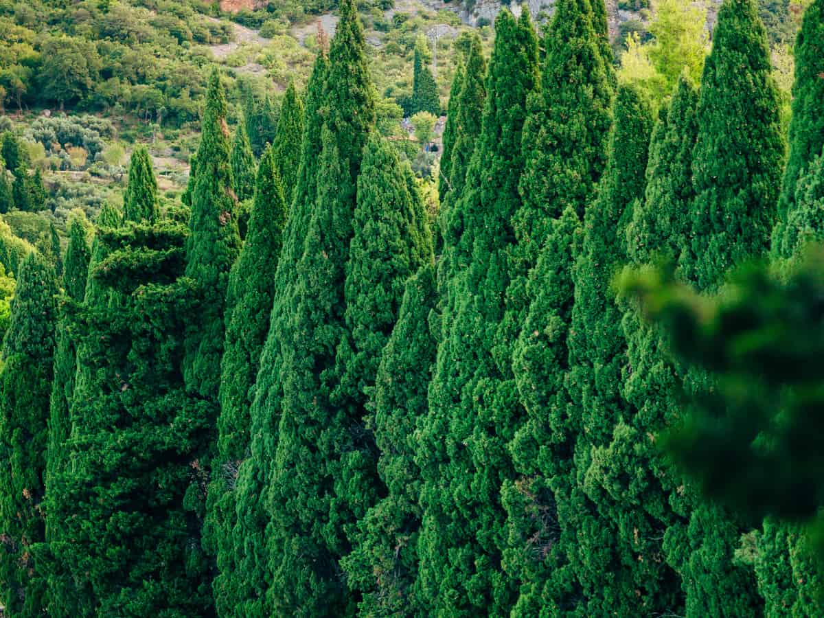 Leyland cypress is the fastest growing evergreen