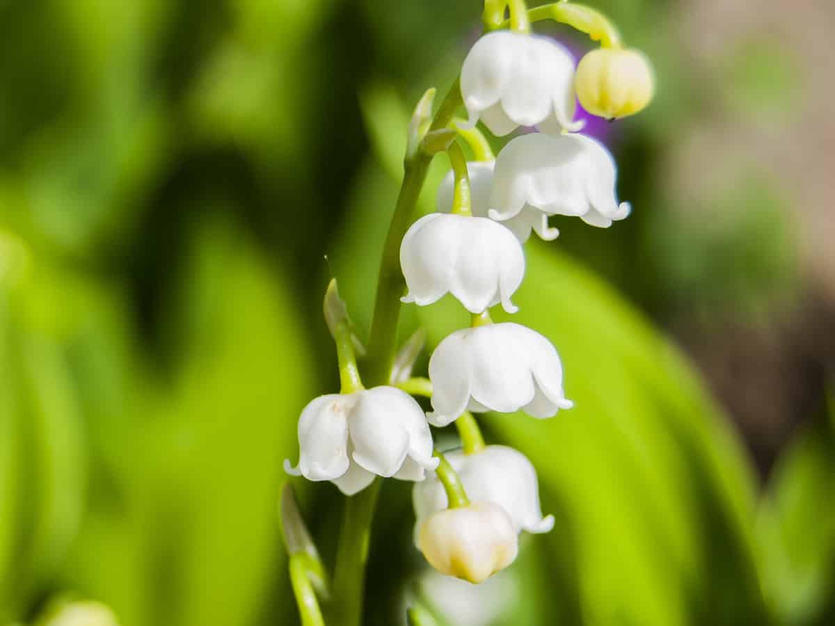 the delicate lily of the valley has a strong smell