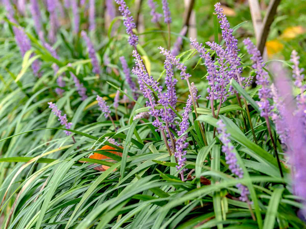 lilyturf or liriope is ideal as an ornamental border plant