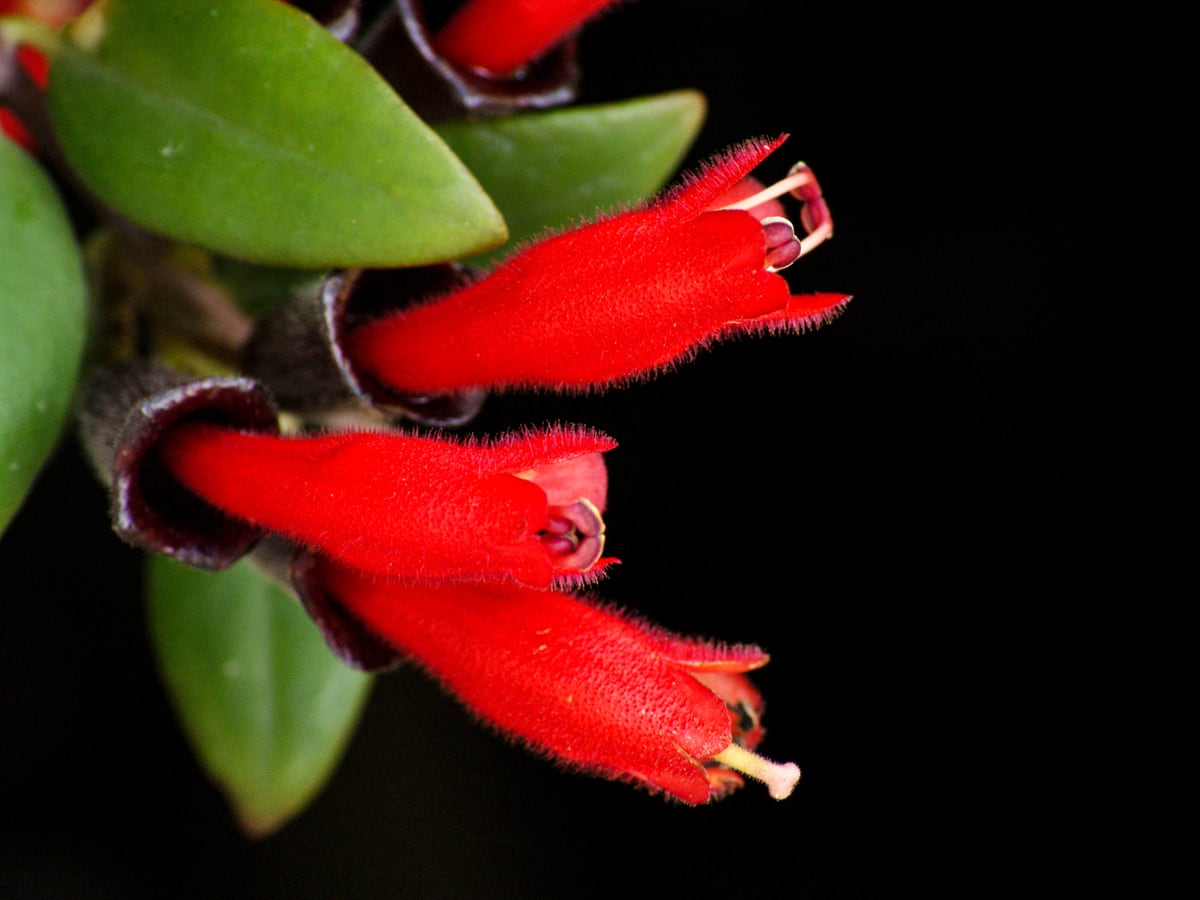 the lipstick plant likes shade