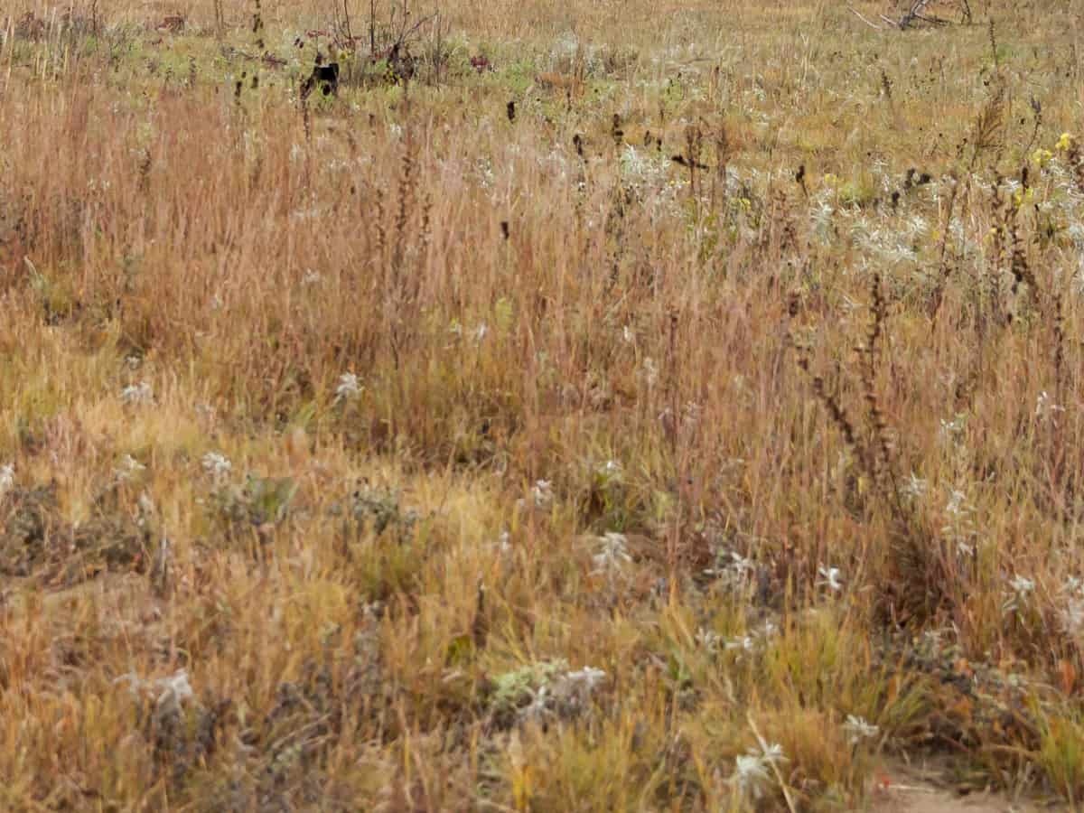 little bluestem is a perennial grass native to the prairie