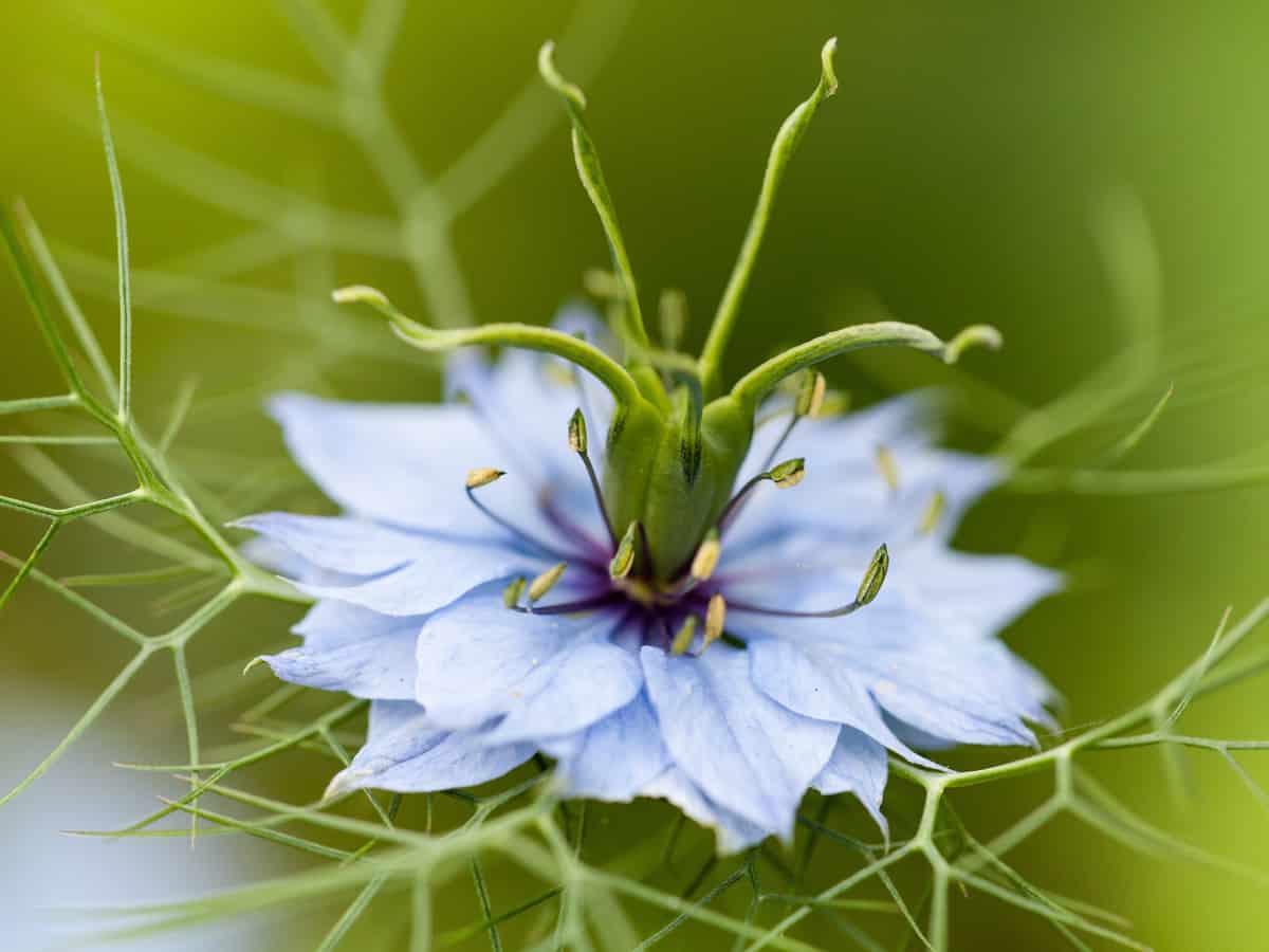 love-in-a-mist is an easy flower to grow