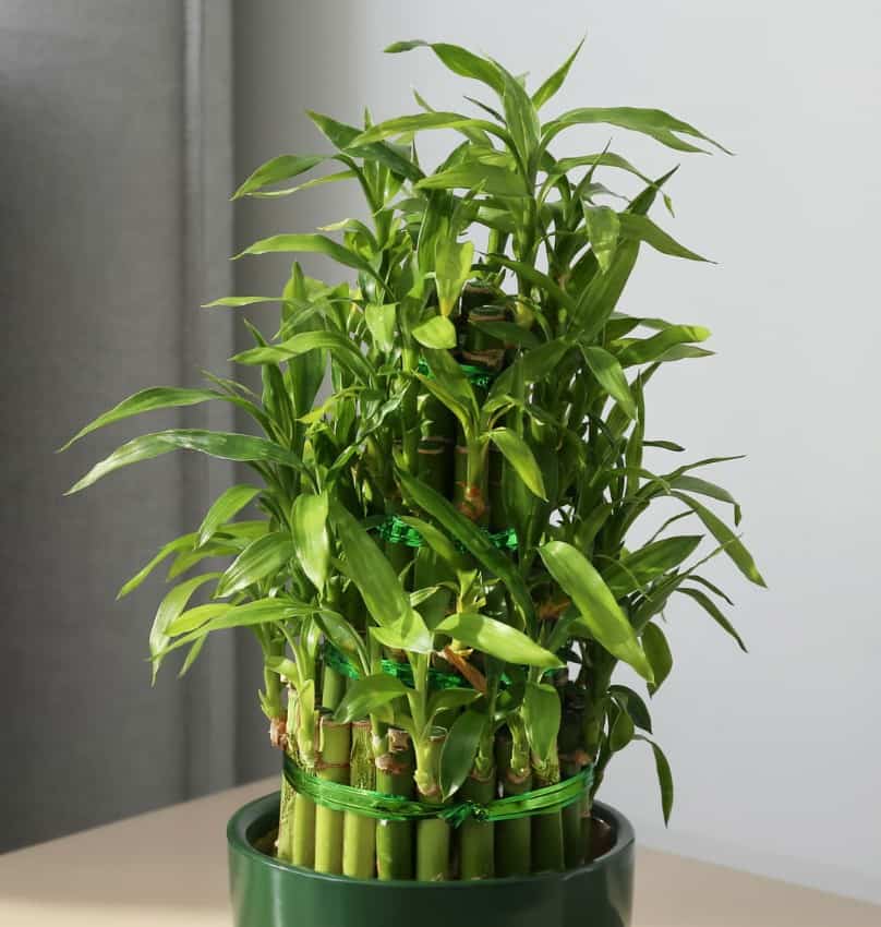 lucky bamboo is an unusual-looking plant