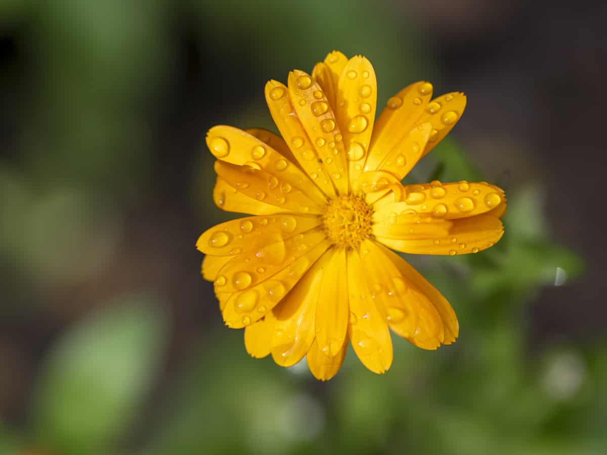 the marigold has edible flowers