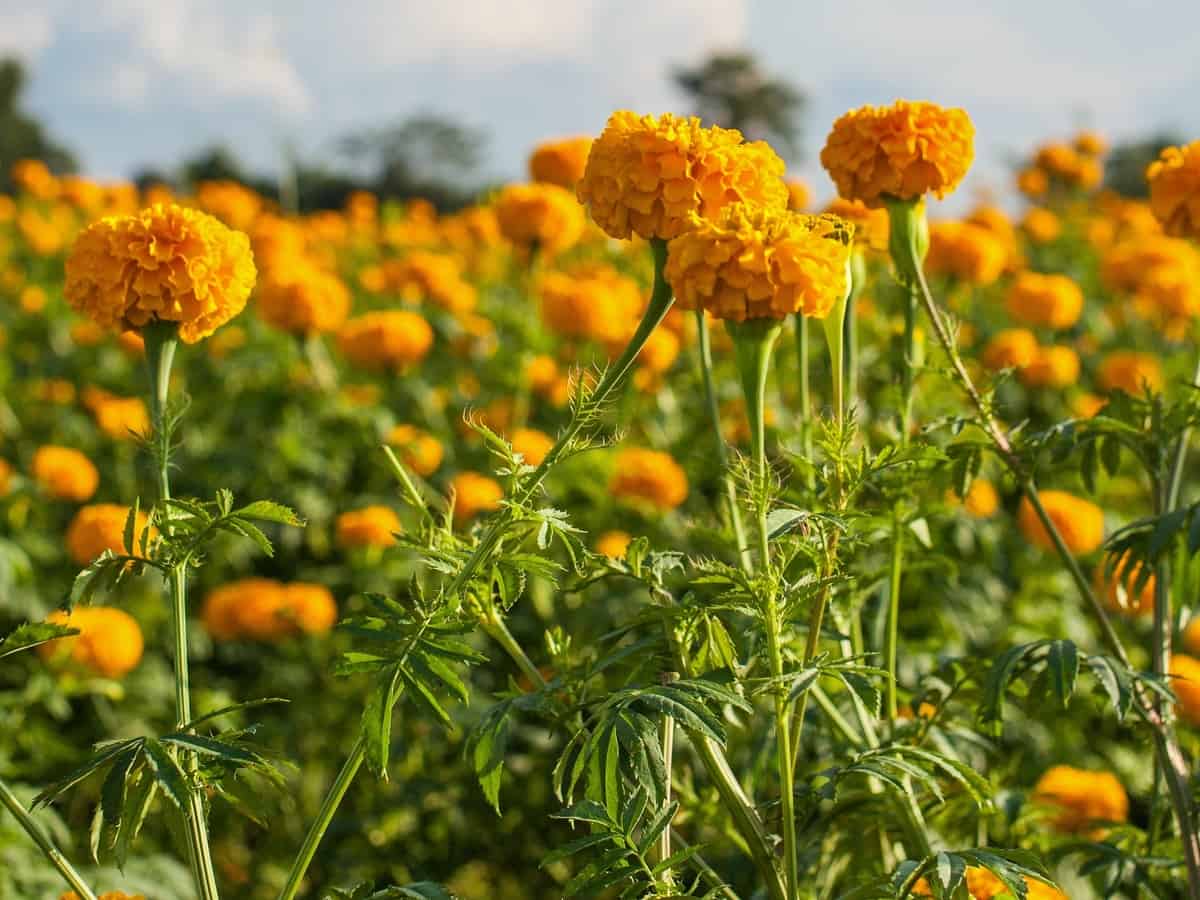 marigolds are easy plants to grow