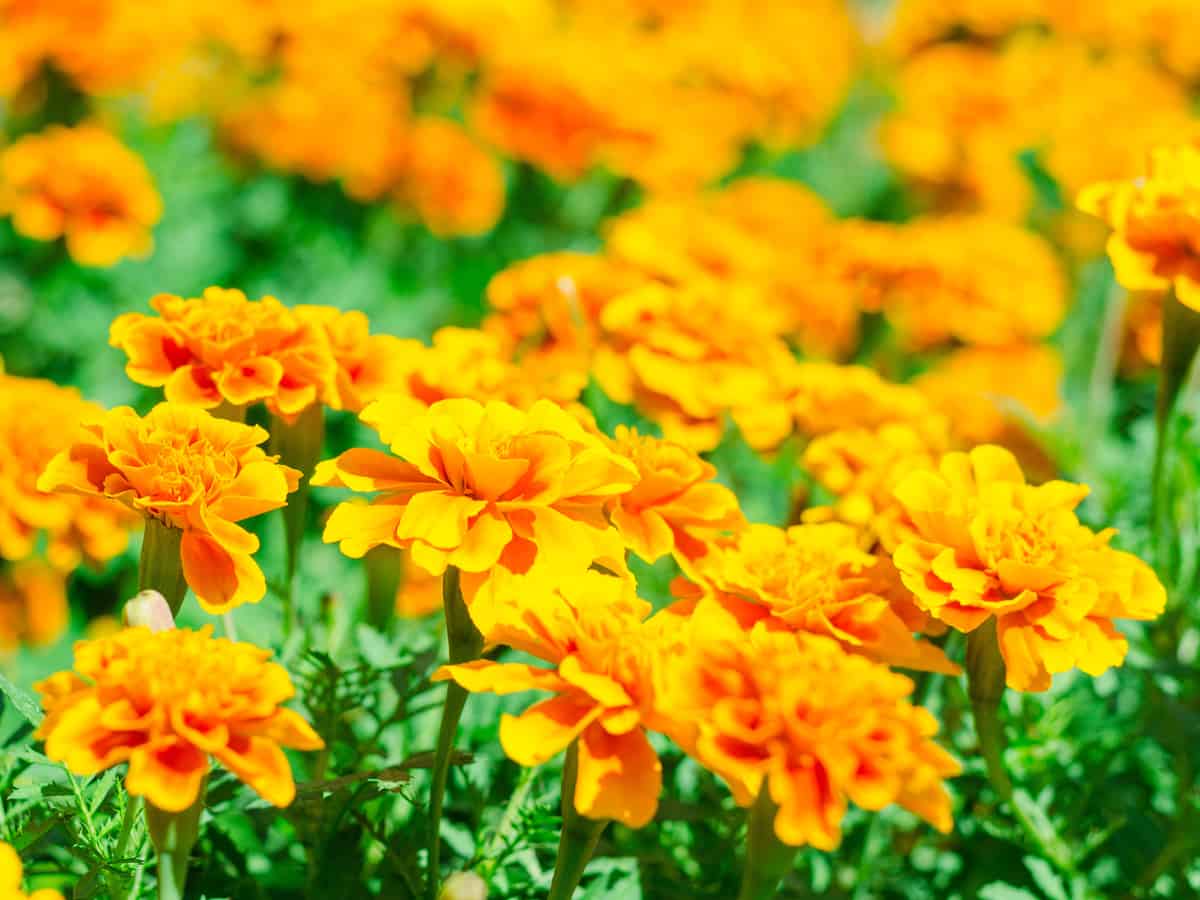 common marigold is a showy flower