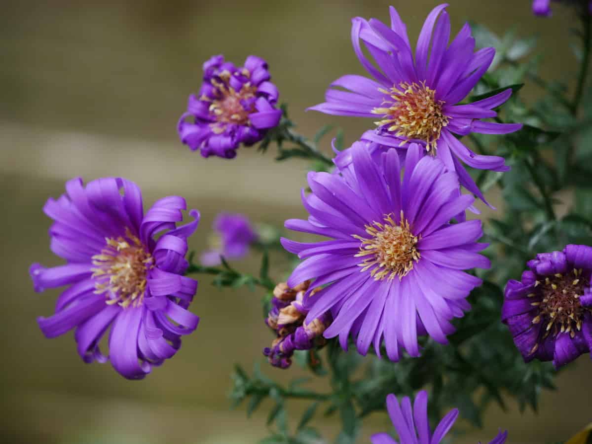 Michaelmas daisy has a long blooming period