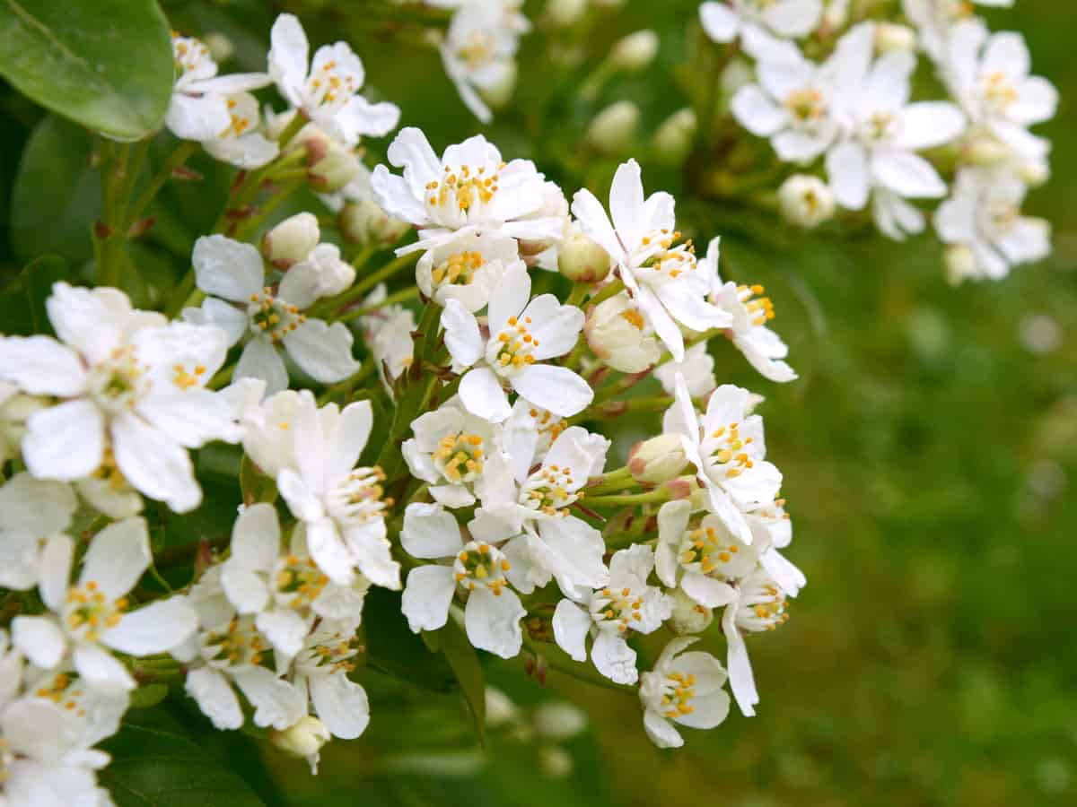 mock orange is one of the best smelling flowers on the planet