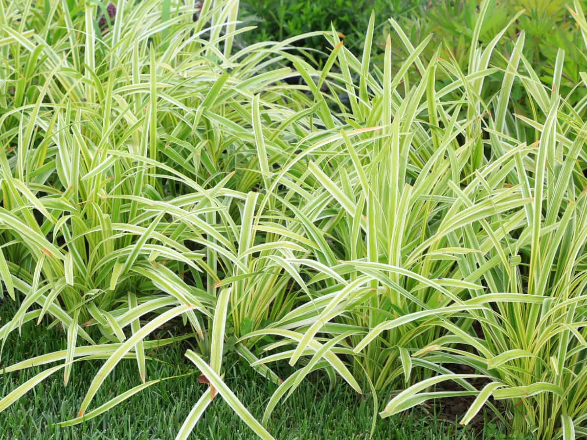 mondo grass is an attractive low maintenance perennial