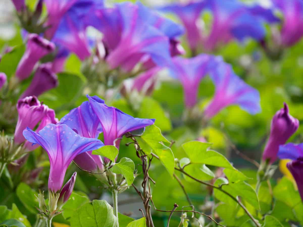 morning glory looks great on a trellis or in a basket