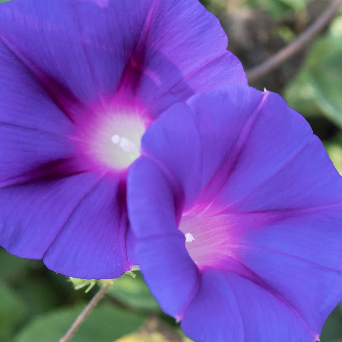 morning glories are easy to grow