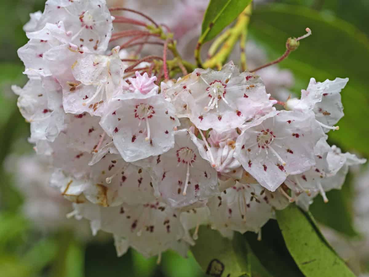 the mountain laurel is an amazing flowering evergreen