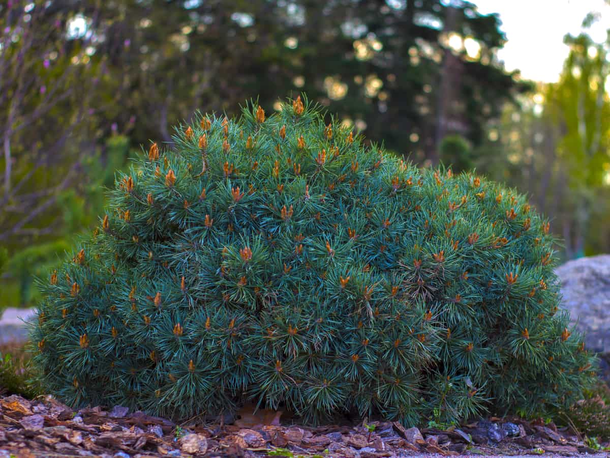 the dwarf mugo pine is an amazing evergreen