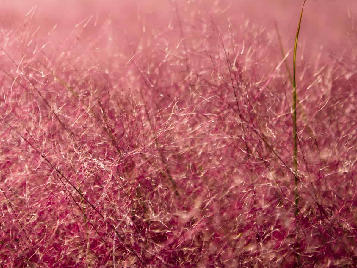 muhly grass makes a beautiful backdrop for other plants