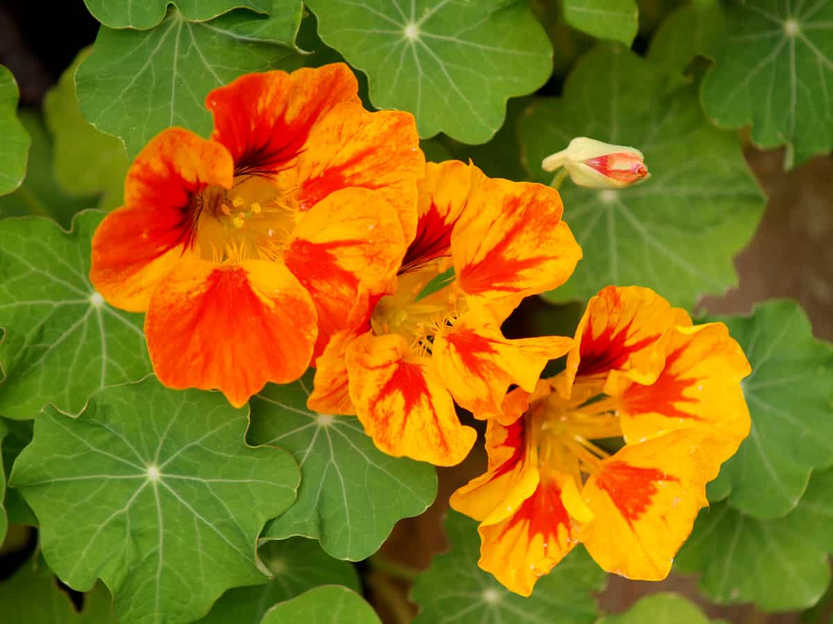 the nasturtium is a fast growing annual