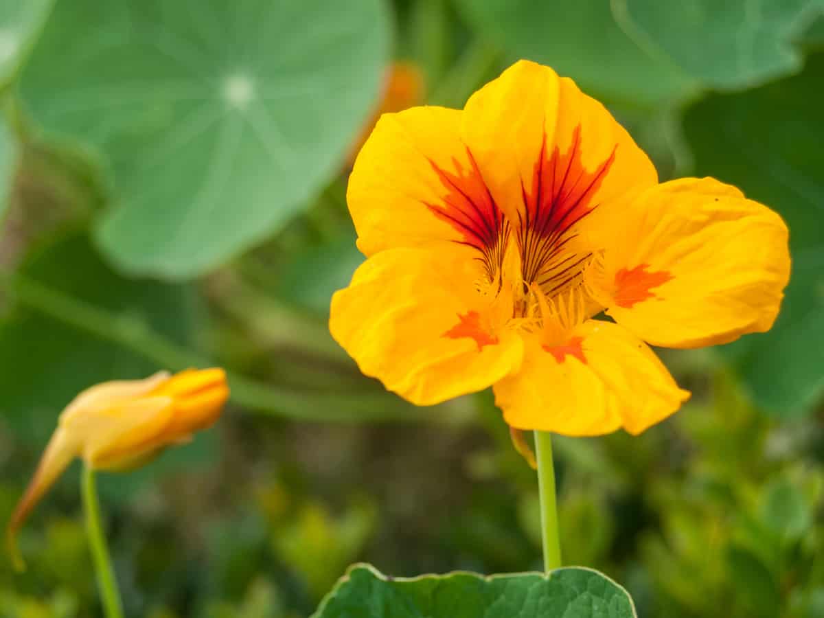 nasturtiums are perfect plants for the beginner gardener