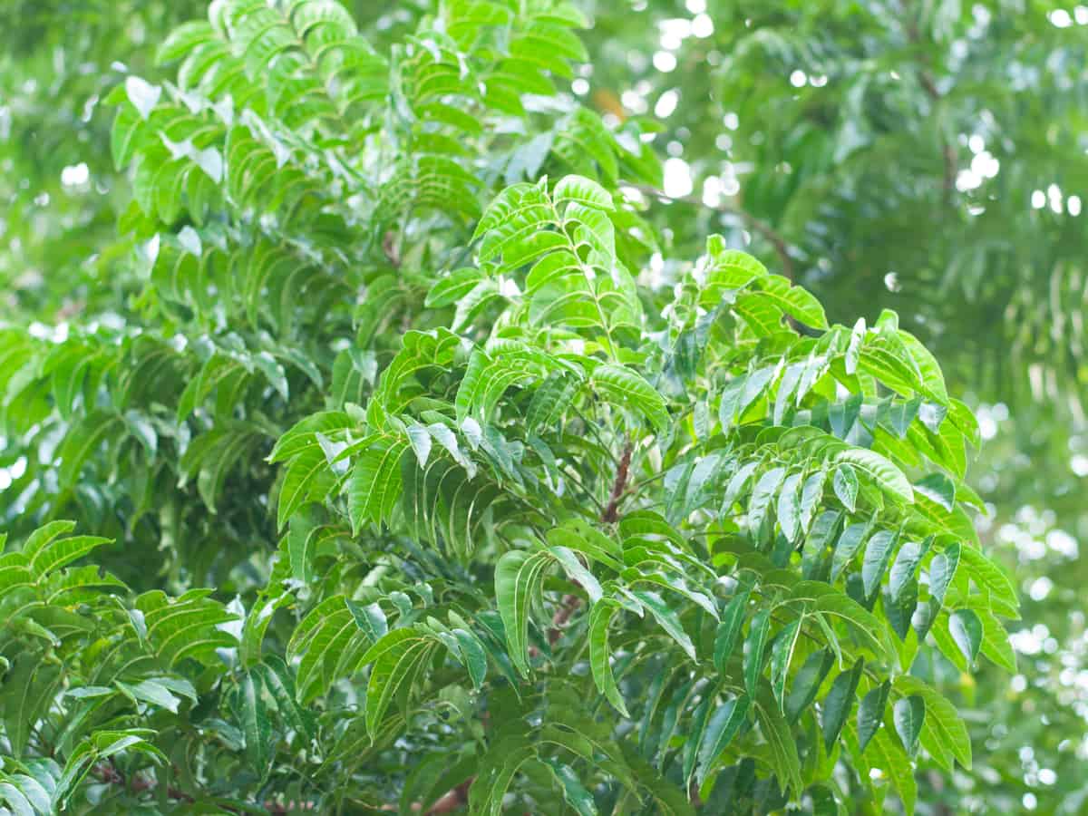 the neem tree is a fast grower