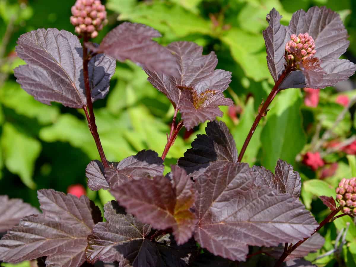 ninebark is a versatile shrub