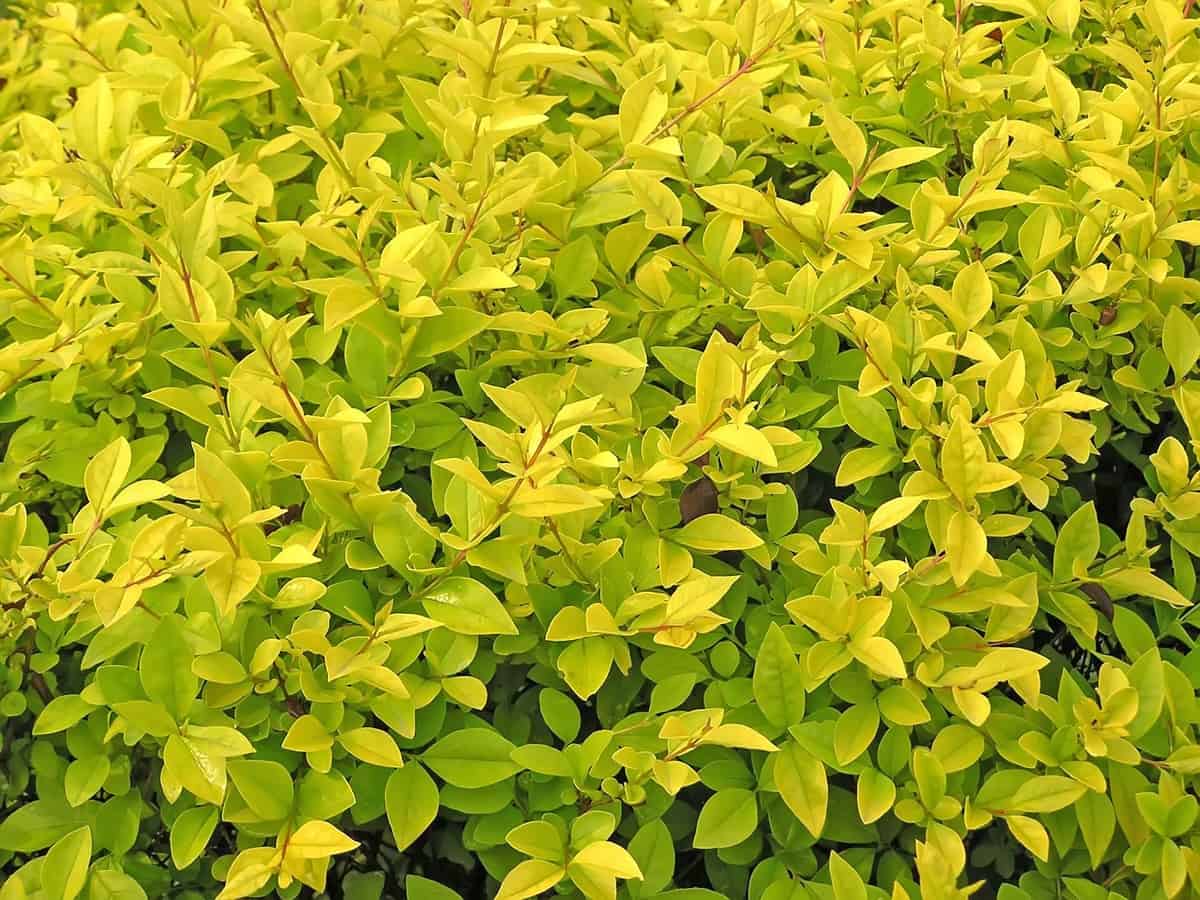 North Privet is a fast-growing semi-evergreen