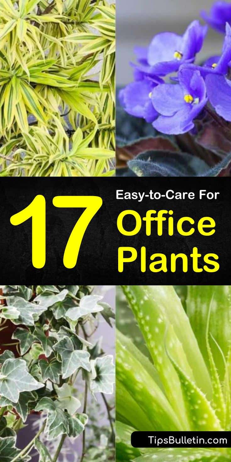 Add a personal touch to your workspaces and cubicles with low light desk plants. Many of these plants act as a natural air purifier and require no sunlight making them an excellent choice for small spaces. #office #plants