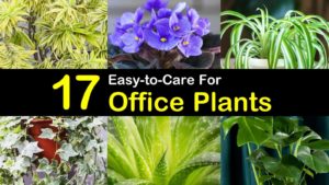 office plants titleimg1