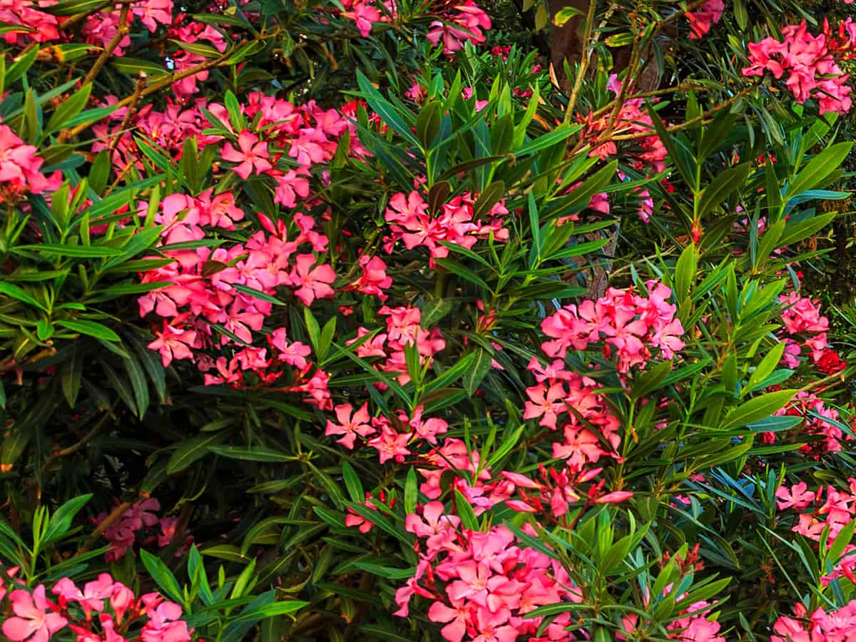 oleander is a beautiful fast growing plant for the garden