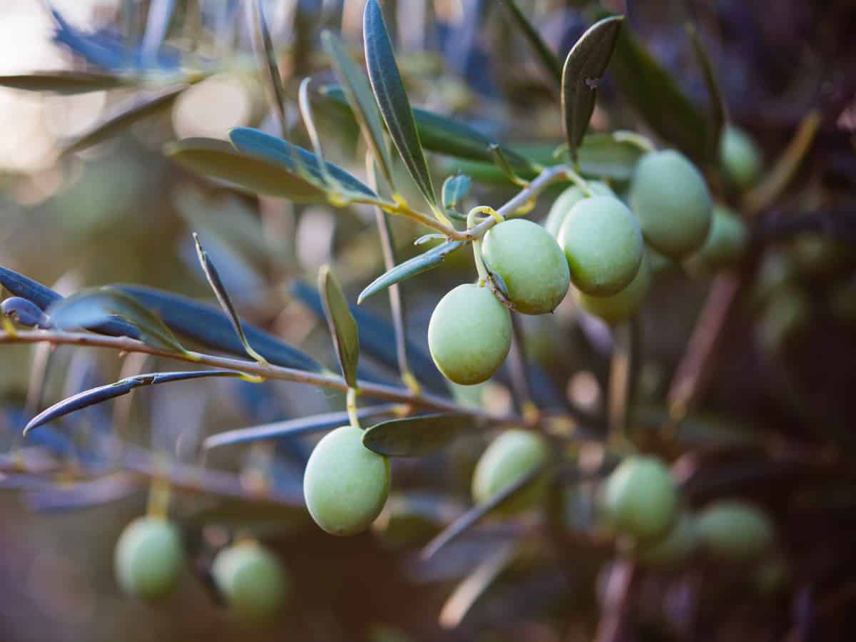 the olive is an ideal fruit tree for a container
