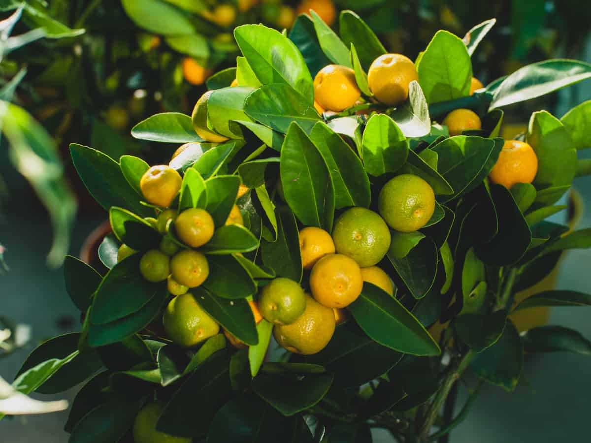 dwarf orange trees are great for beginners