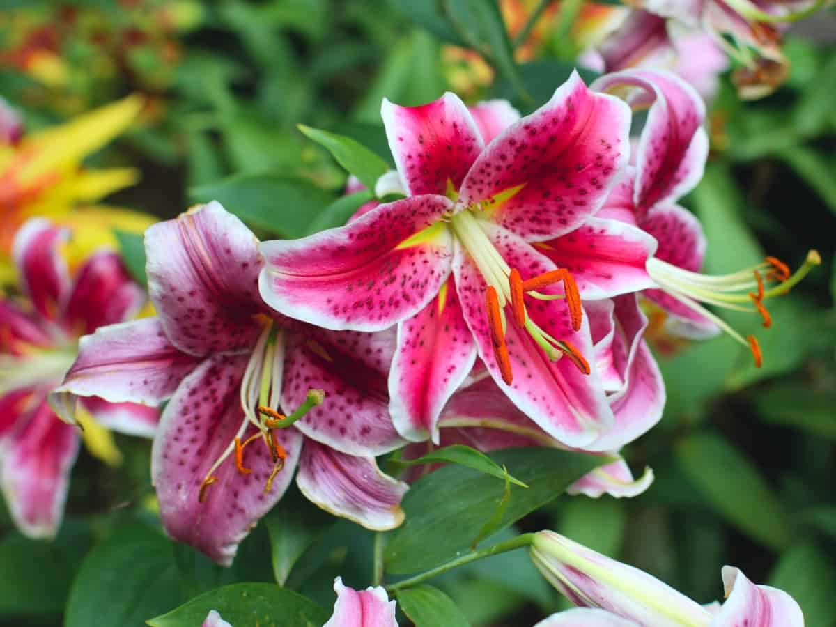 the oriental lily grows tall