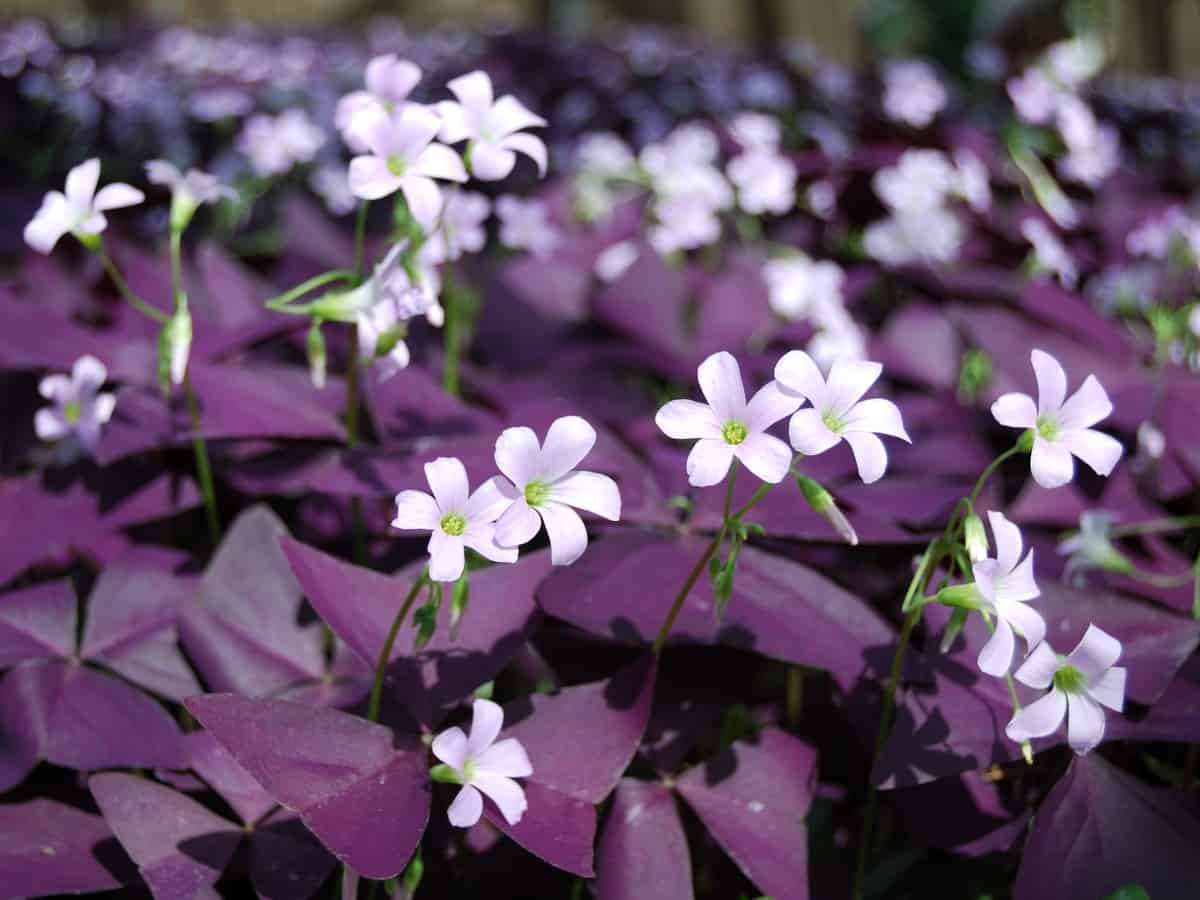 the oxalis has beautiful flowers and leaves