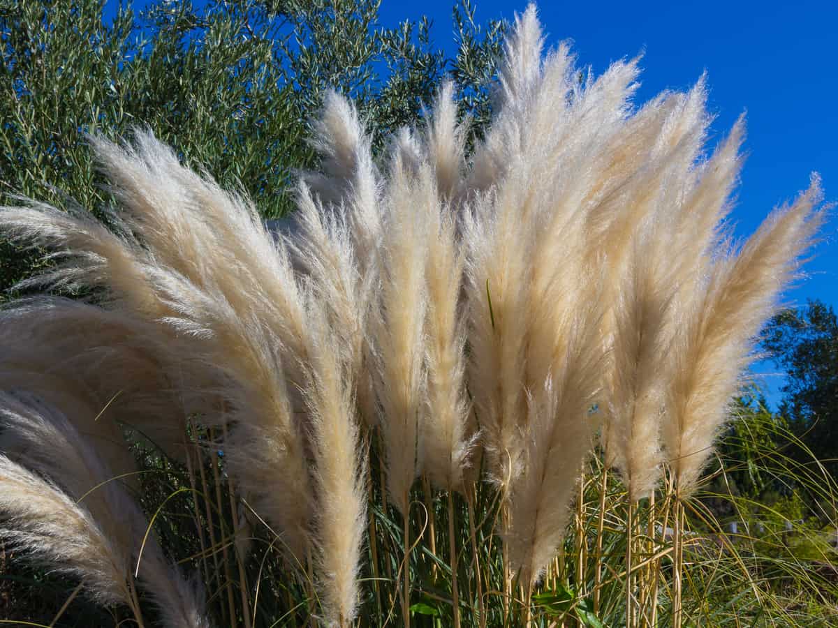 Pampas grass is great for blocking the wind