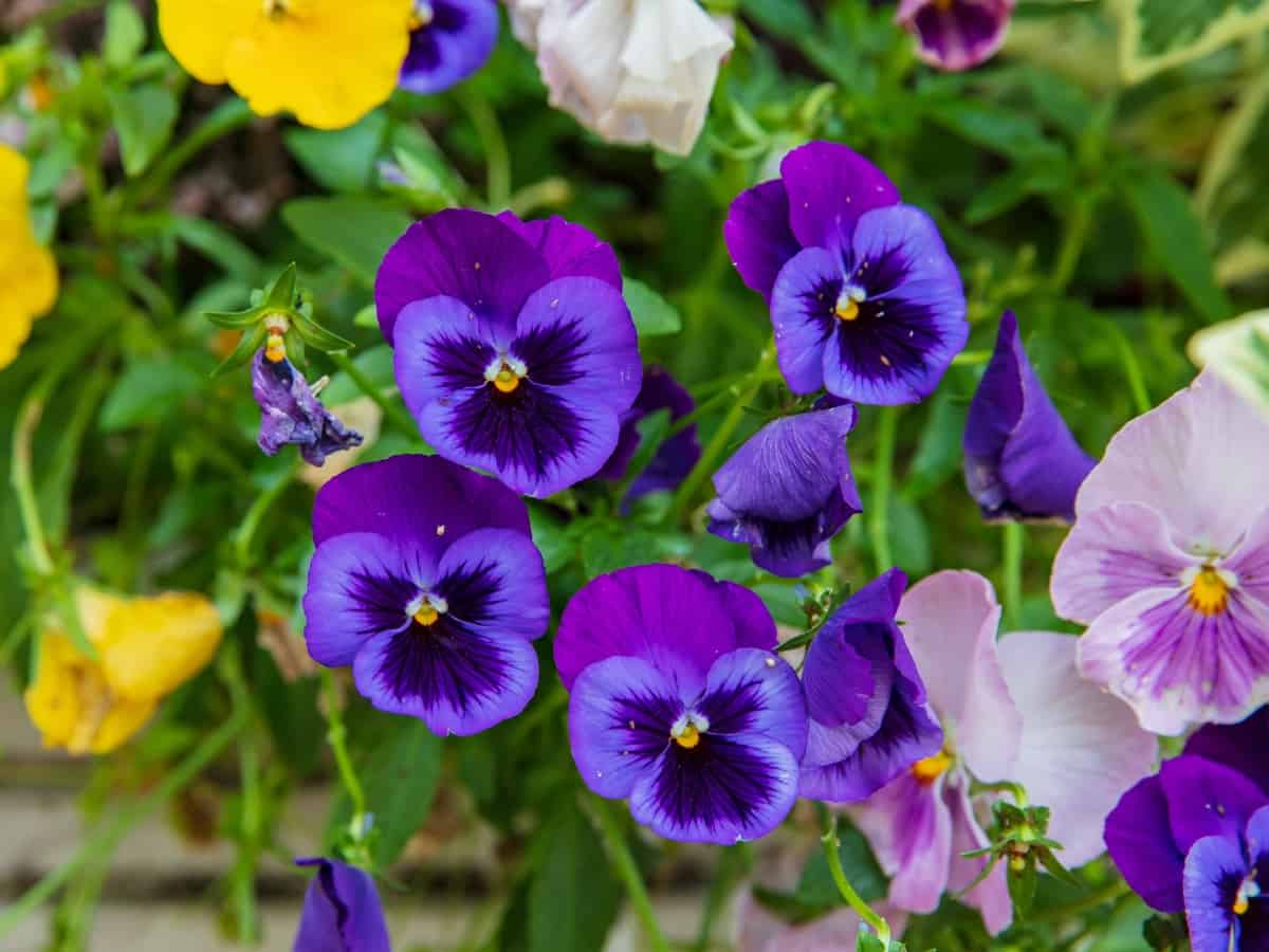 pansies are cold-hardy