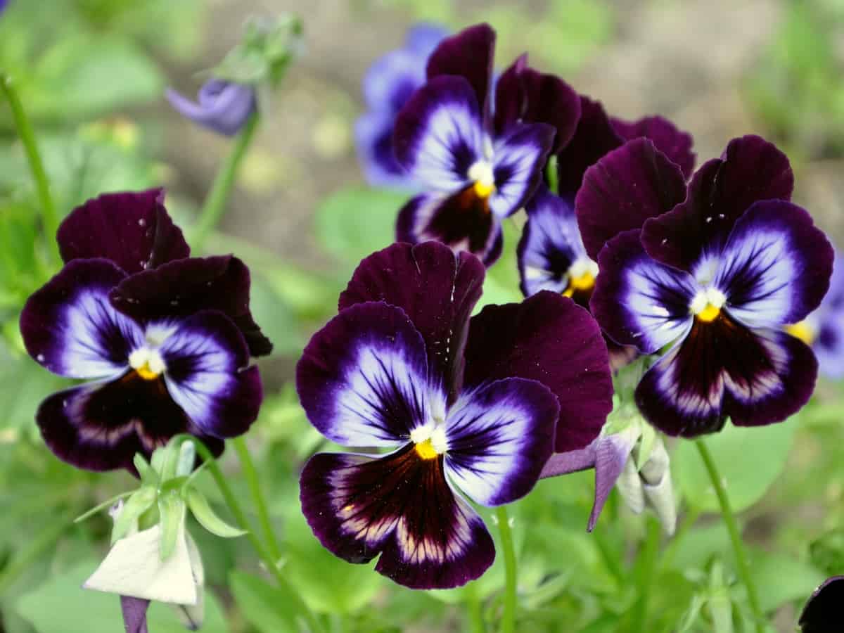 17 Easy Flowers to Grow - Perfect Low Maintenance Flowers for Beginners