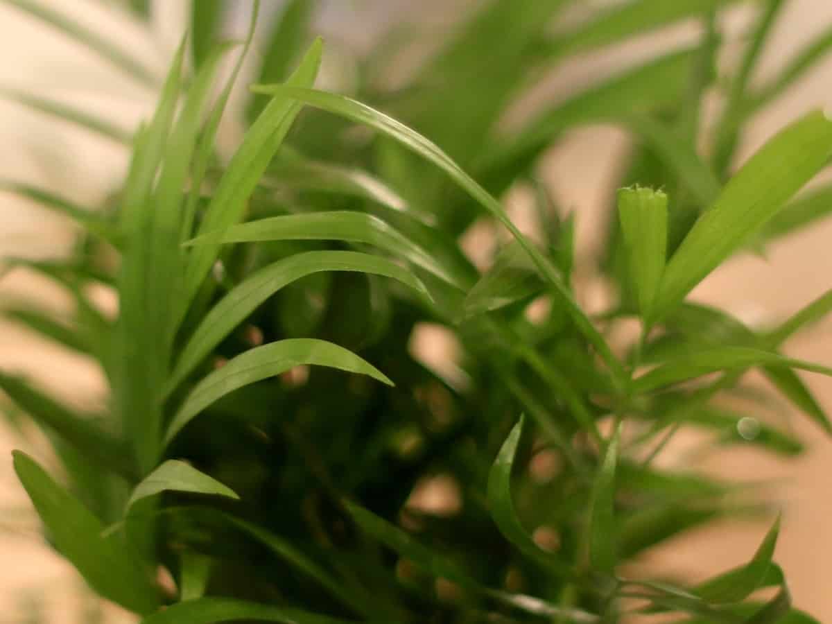 parlor palm is the perfect low-light houseplant