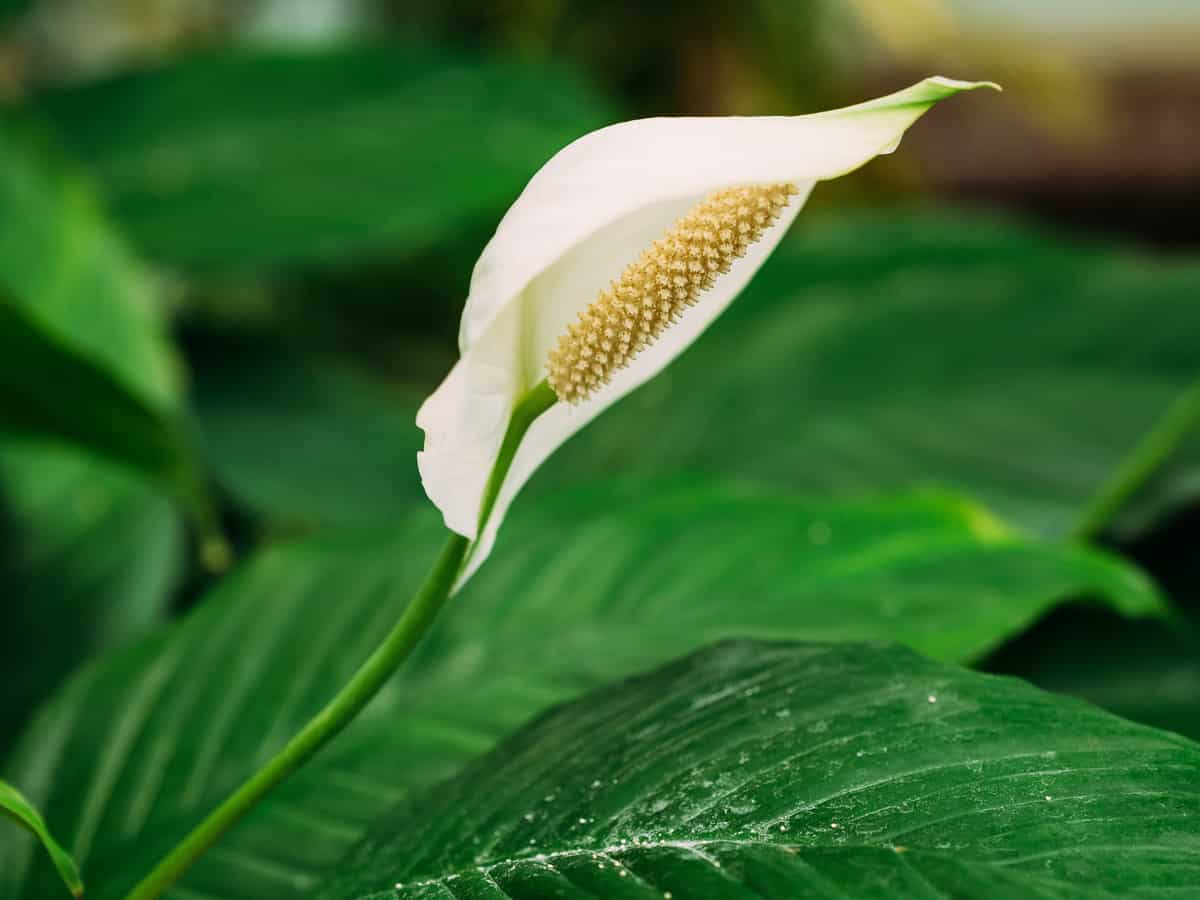 you can't beat the peace lily for beauty