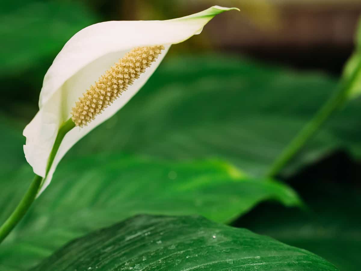 peace lilies are plants that improve indoor air