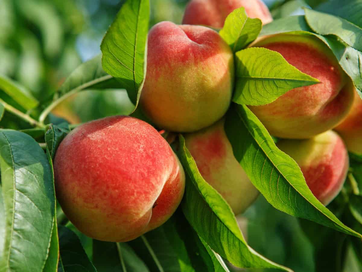 dwarf peach trees do well in a container