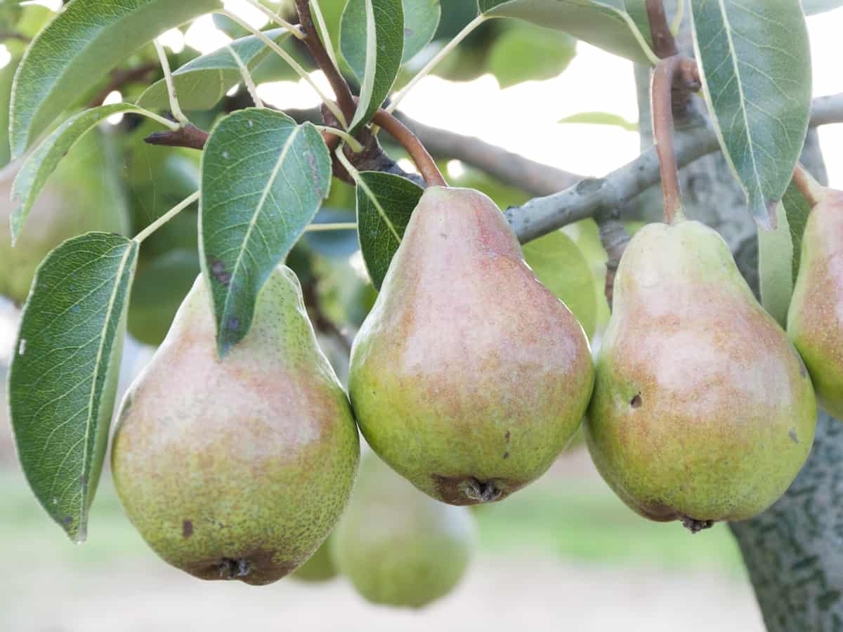 you can grow pears in a pot