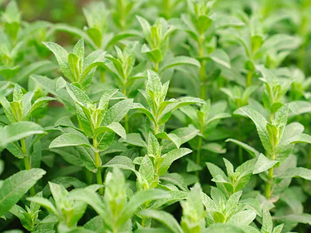 pennyroyal is a plant that repels cats and bugs
